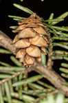 Eastern hemlock